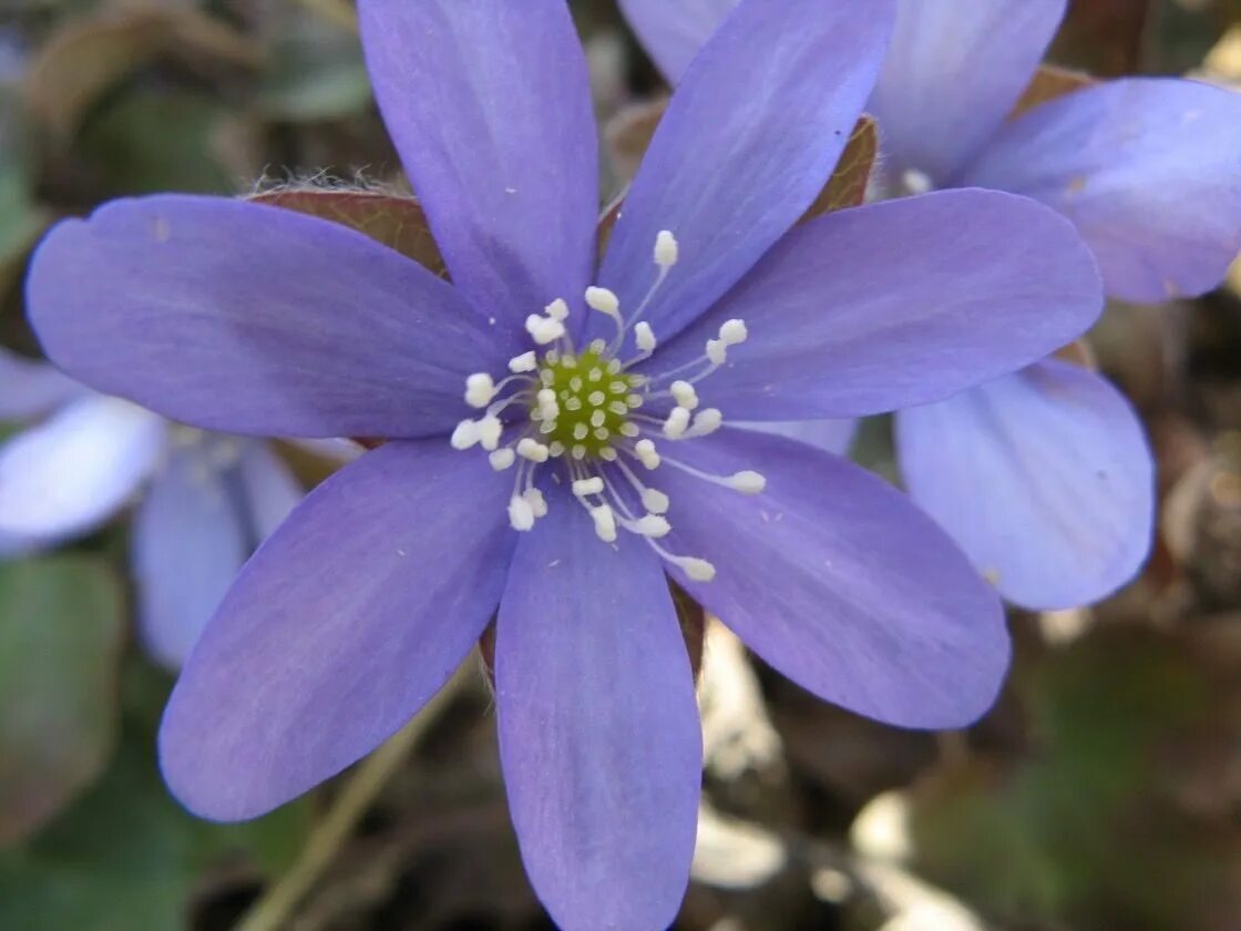 Печеночница благородная (hepatica Nobilis). Печеночница Нобилис. Печеночница цветок. Печеночница азиатская.