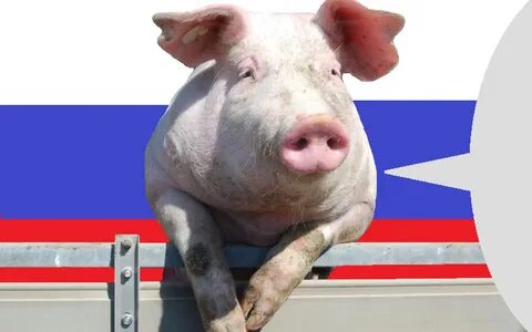 Свинка говорит