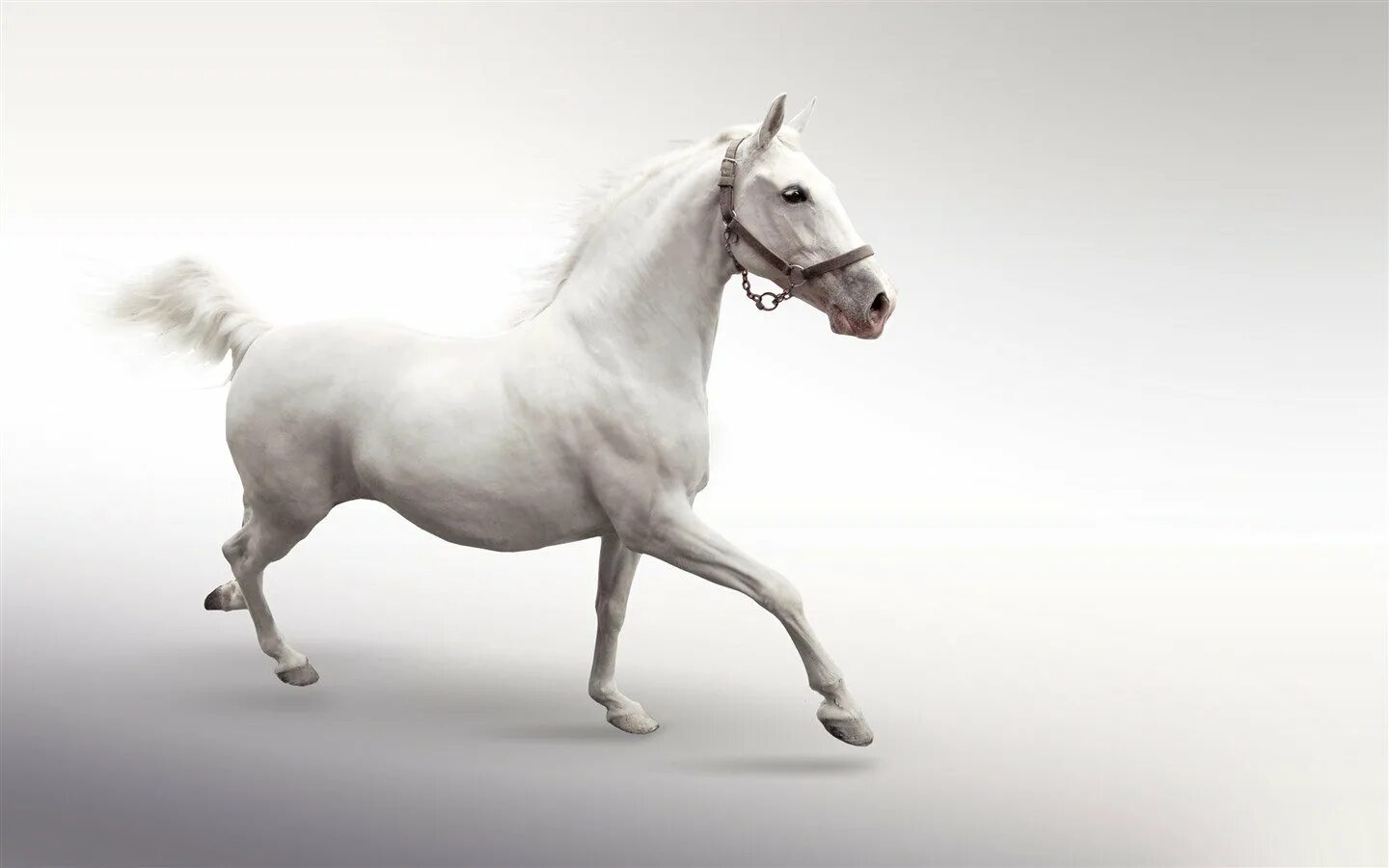 Белая лошадь. Лошадь на белом фоне. Картинки на рабочий стол лошади. Лошадь бежит. Белое поне