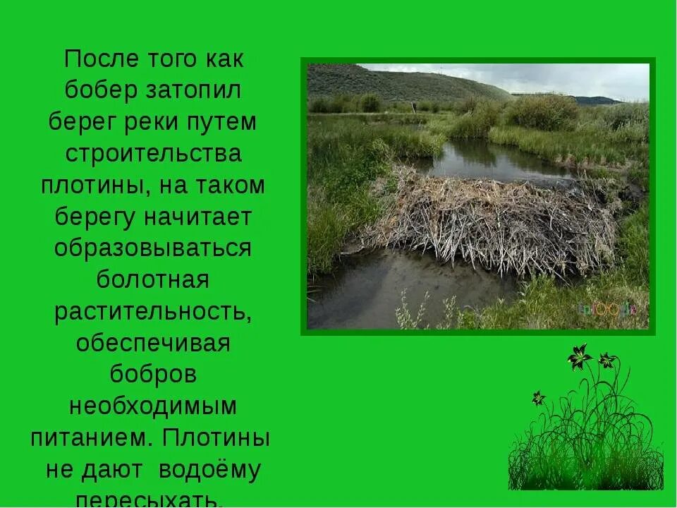 Зачем строят дамбы. Зачем бобры строят плотины. Зачем блбрв строя поатины. Зачем бобов строят платины. Повему бобры строят платины.