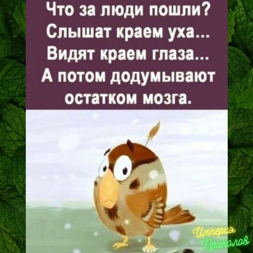 Додумывают остатком мозга. Слышат краем уха додумывают остатком мозга. Лента по интересам юмор 1095203. Слышат краем уха видят краем глаза а потом додумывают остатком мозга.