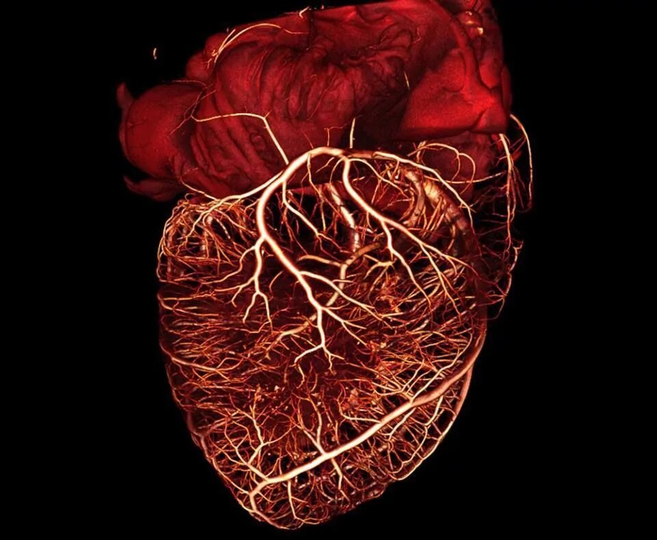 Сердце амбры. Сердечные сосуды. Сердце и кровеносные сосуды.