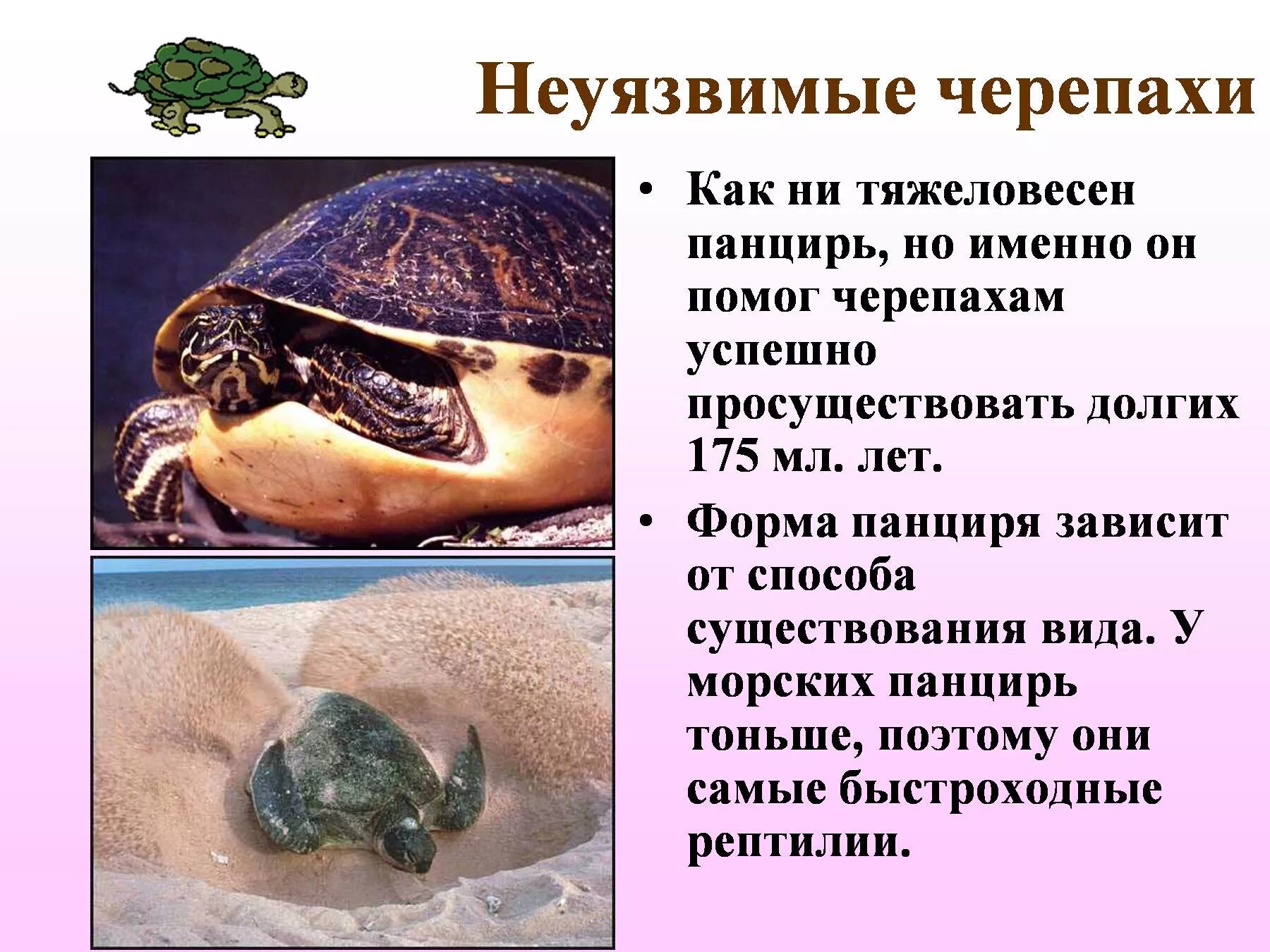 Черепахи 2 класс окружающий мир