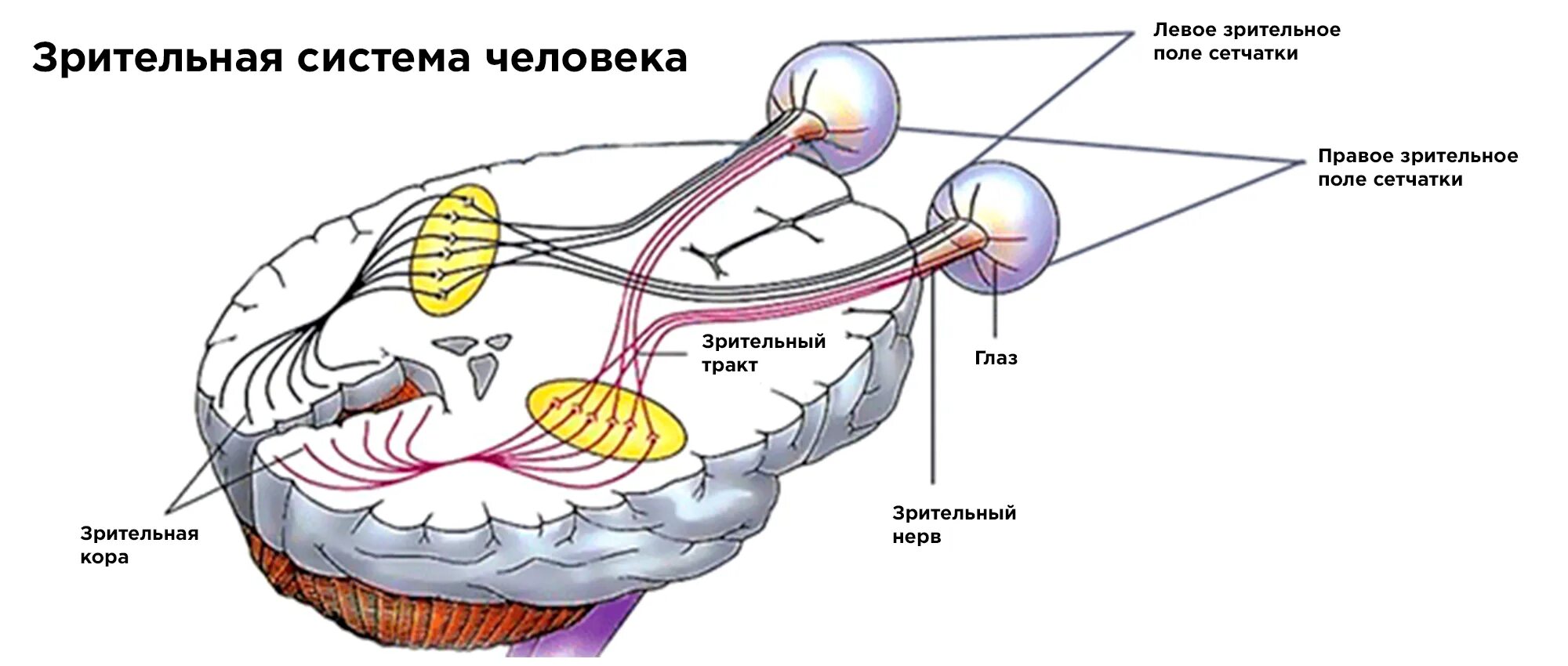 Структуры глаза зрительный нерв. Зрительная система анатомия глаза. Зрительная система в мозге человека схема. Зрительная сенсорная система зрительный нерв. Нервная система глаза человека анатомия.