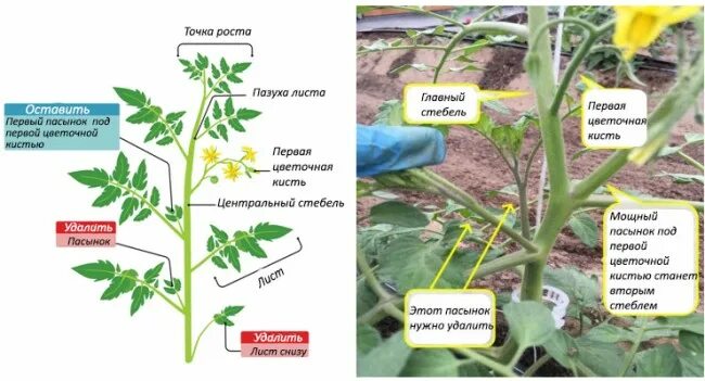 Пасынкование индетерминантных томатов. Пасынкование помидор в 2 стебля. Пасынки у помидор в теплице. Схема пасынкования помидоров.