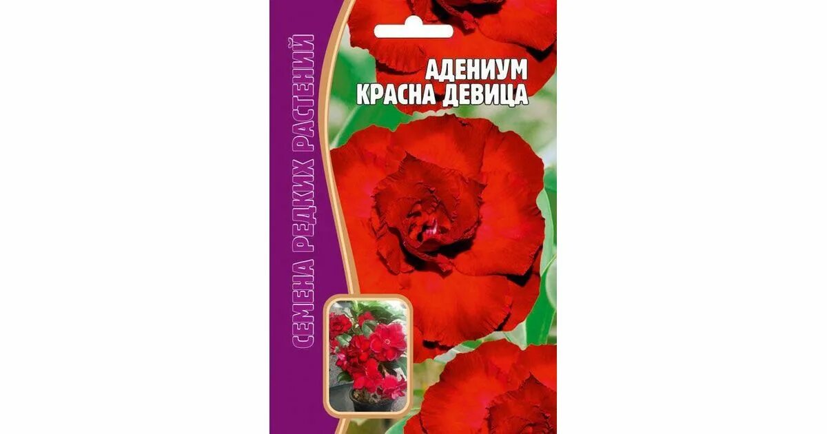 семена адениума dorset horn. адениум арабикум взрослое растение. адениум ко 56 сорт. адениум пинки. адениум арабикум black giant.