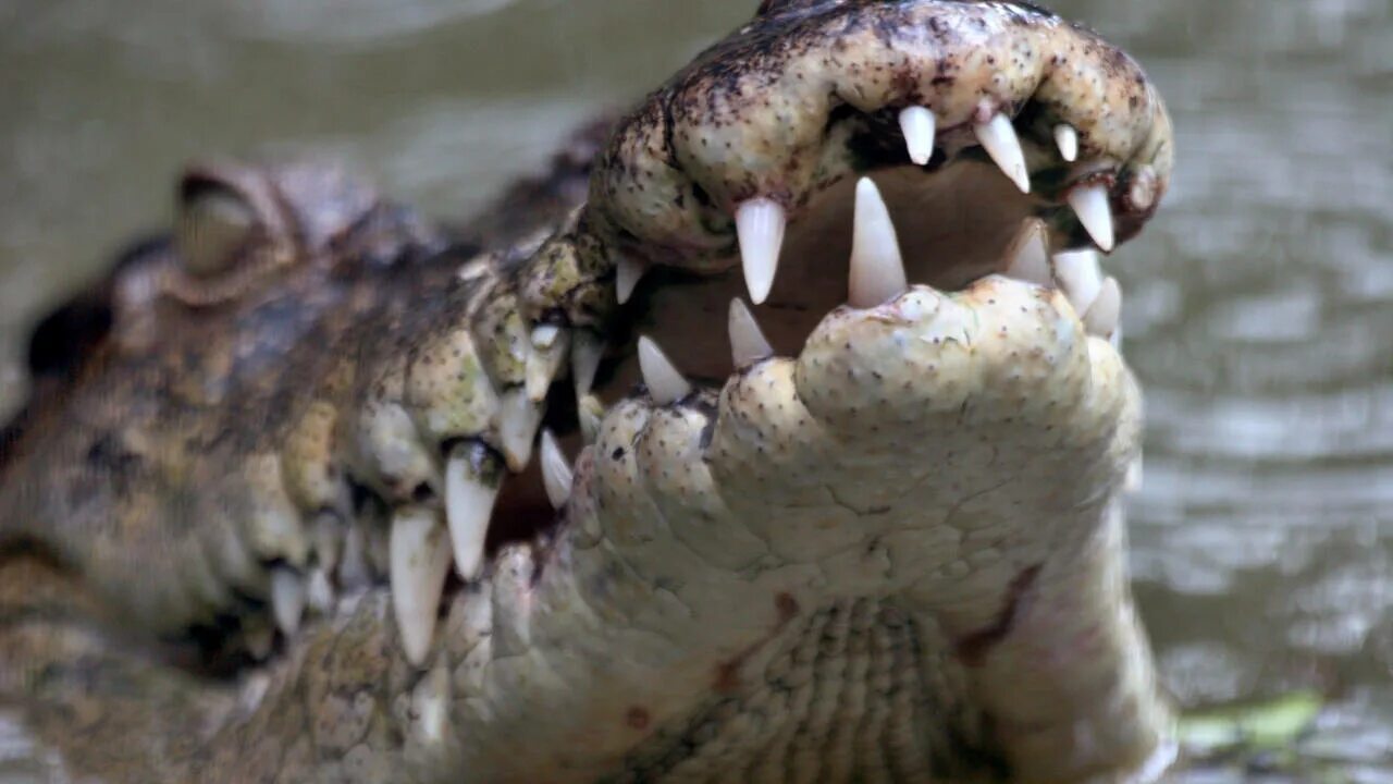 аллигатор, болото, крокодил. крокодил выходил. филиппинский крокодил. аллигатор, болото, крокодил. крокодил выходил.