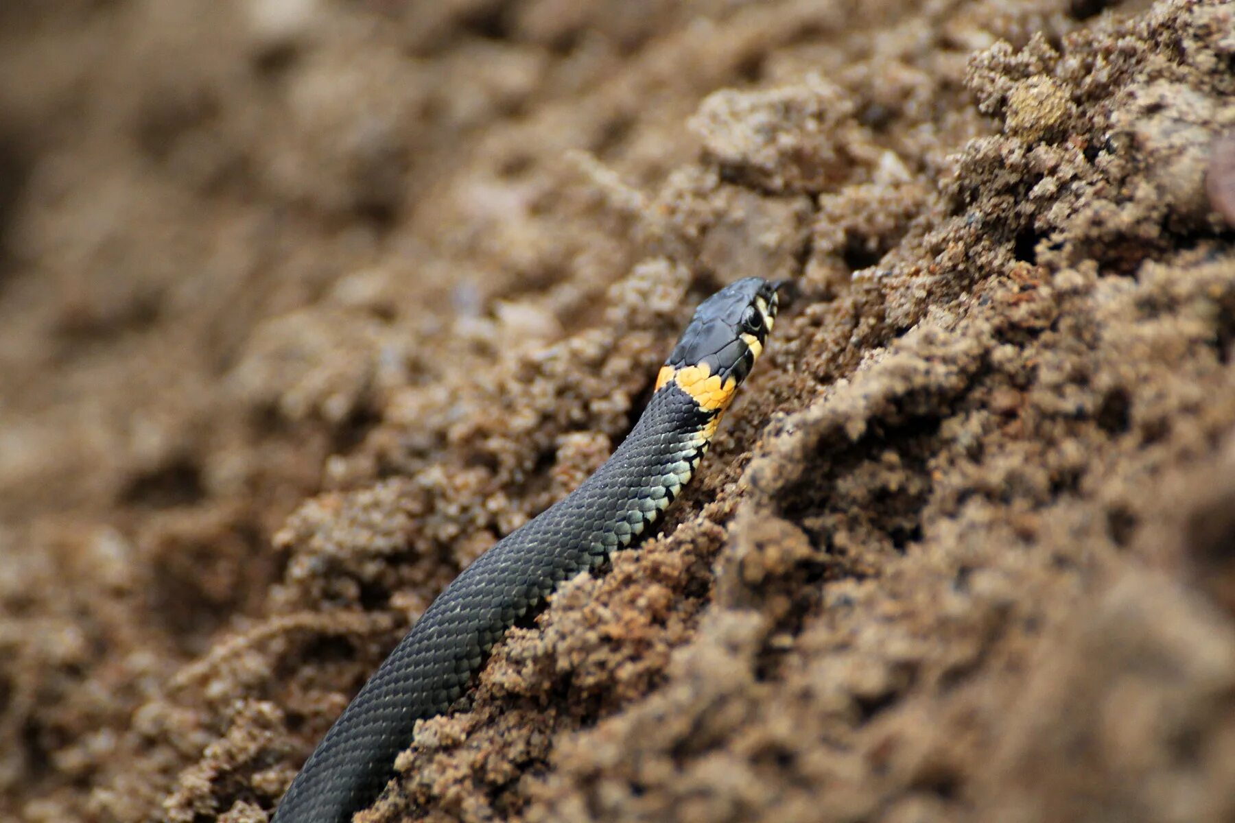 Гадюка фото с желтой головой Image Natrix natrix natrix (Common Grass Snake)  Snake, British wildl