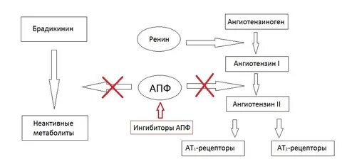 Ингибиторы апф действие