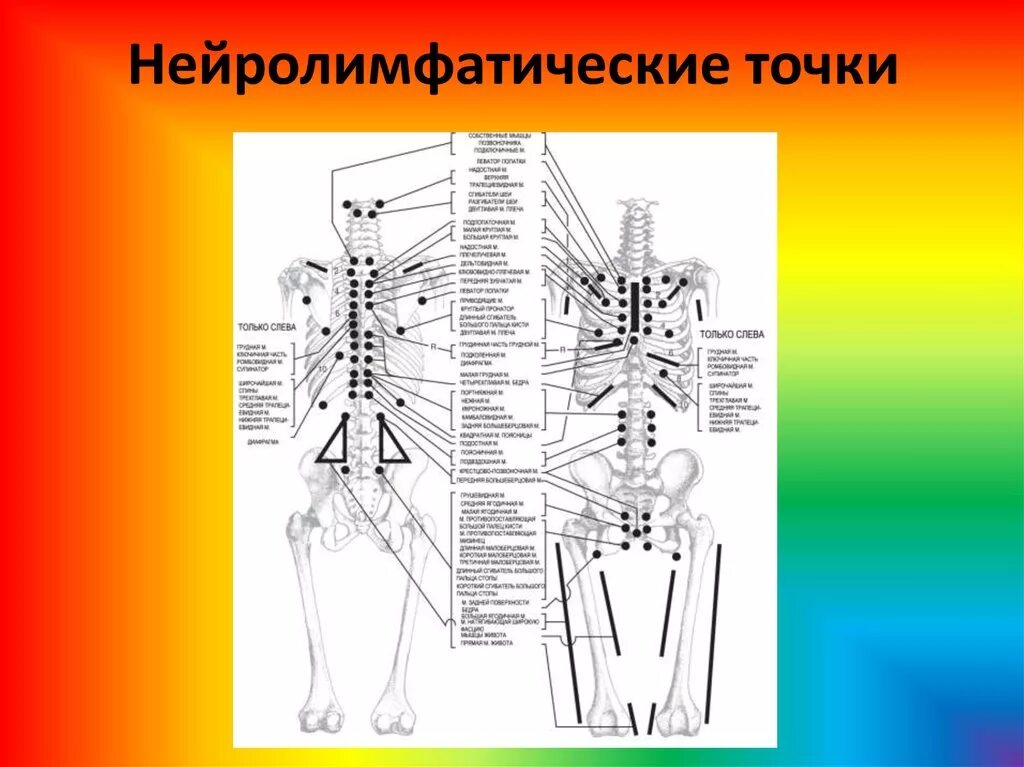 Иннервация и рефлексы. Нейролимфатические рефлекторные точки. Связь мышц и органов кинезиология. Нейроваскулярные точки. Рефлекторные связи мышц и органов.