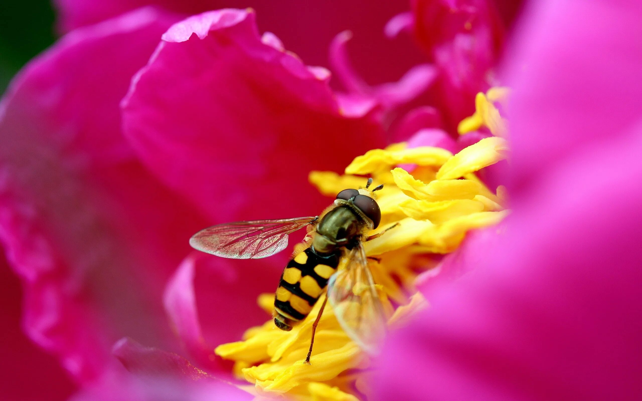 Пчёлка на цветке. Пчелы на цветах. Пчелки на цветах. Оса на цветке.