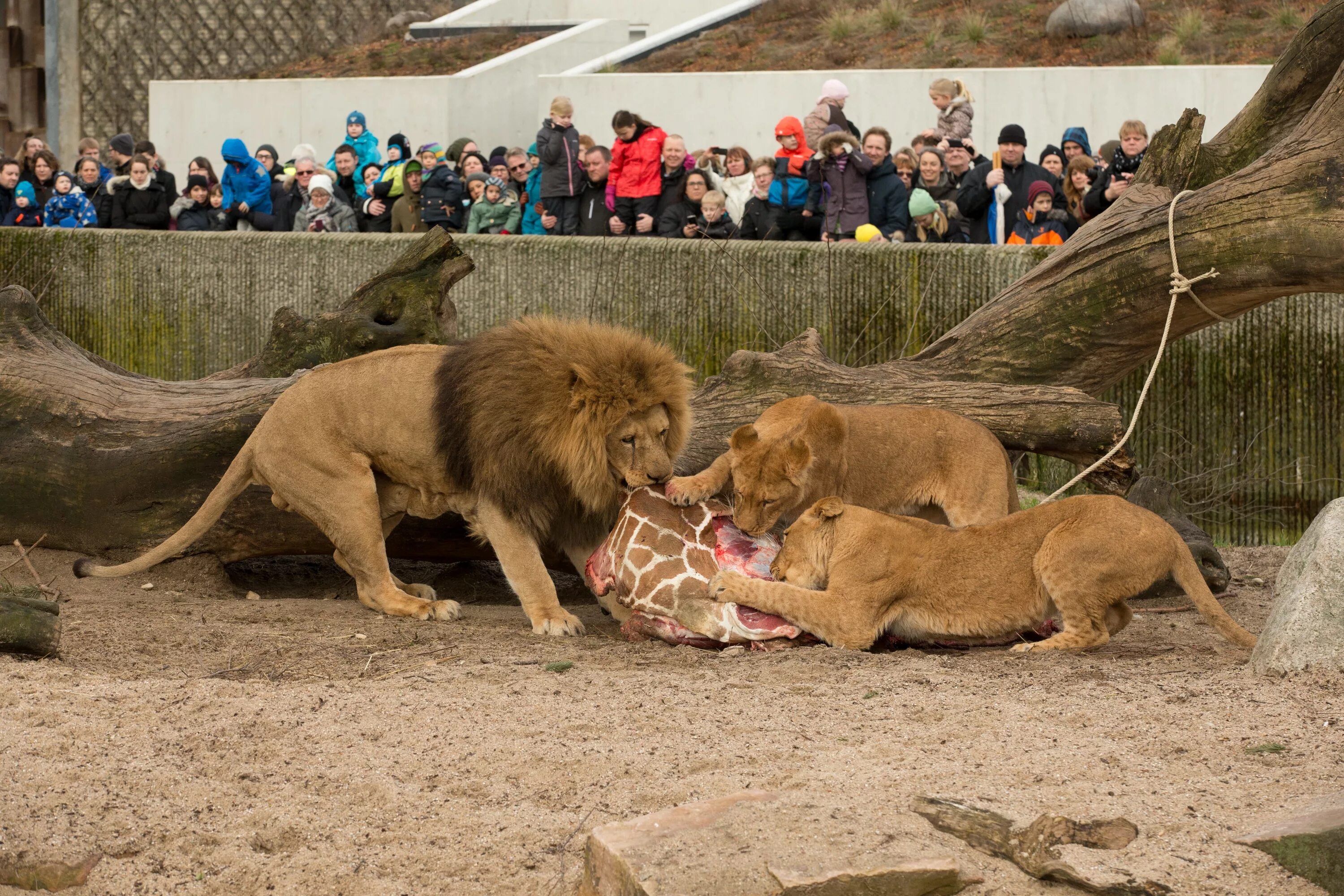 Лев есть мясо. Жираф Мариус Копенгагенский зоопарк.