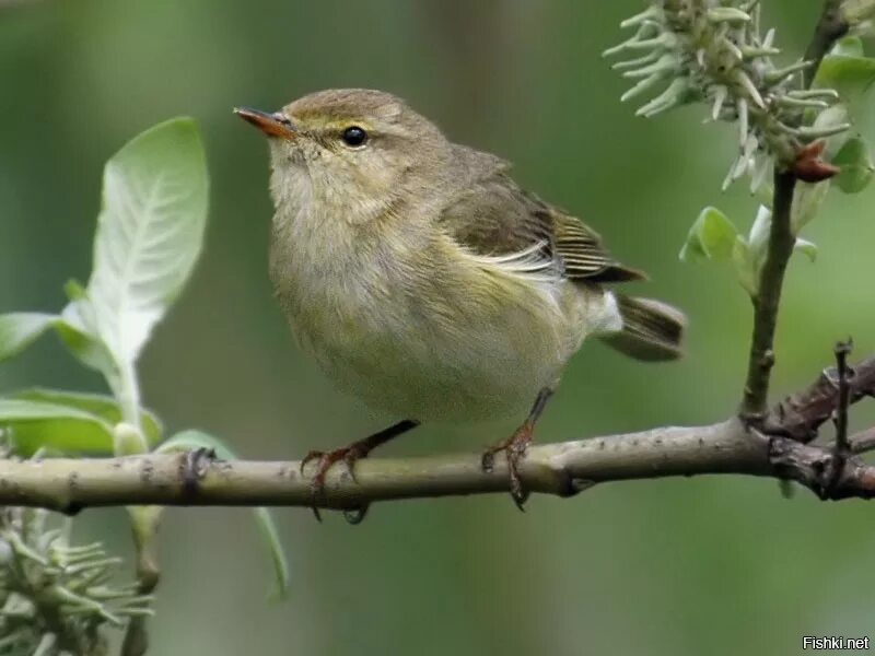 Пеночка-весничка. Пеночка-весничка (Phylloscopus trochilus). Пеночка-весничка самец. Зеленая пеночка. Весничка это