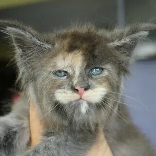 Кот с человеческим лицом