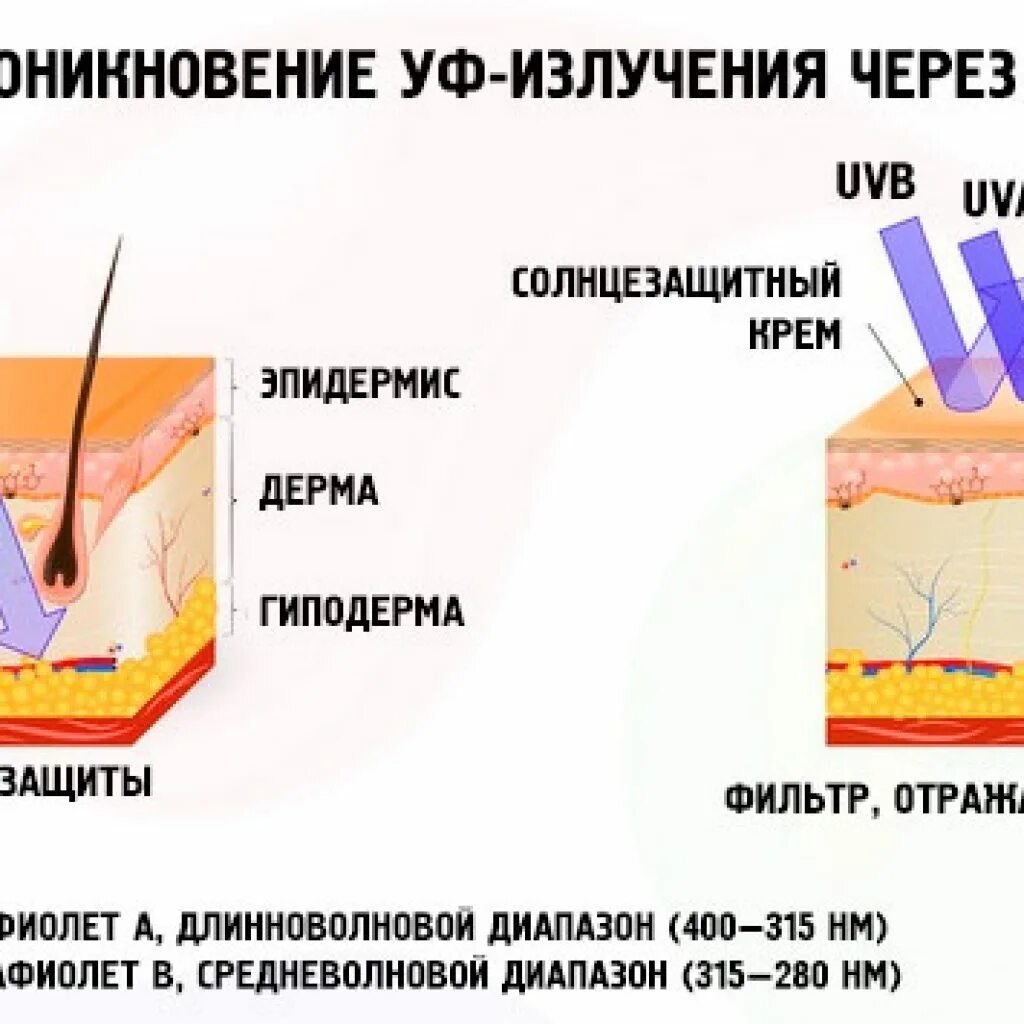 Действие УФ лучей на кожу. Ультрафиолетовое излучение воздействие на кожу. Влияние УФ лучей на кожу. Воздействие УФ излучения на кожу. Кожа защищает организм от ультрафиолетовых лучей