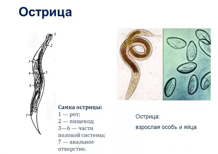 Отличие паразитов от паразитов