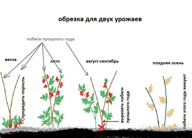 Как правильно ухаживать за малиной. Обрезка ремонтантной малины осенью. Обрезка ремонтантной малины весной. Обрезать ремонтантную малину. Схема обрезания малины ремонтантной.