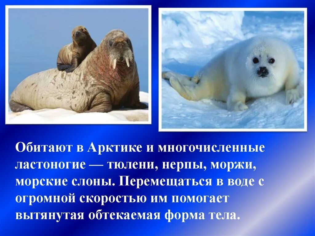 Морж и тюлень. Тюлени в Арктике. Интересные факты о тюленях. Ластоногие в арктических пустынях. Белый медведь морж и тюлень природная зона