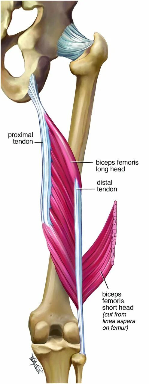 Сухожилие бедро задняя. Biceps femoris начало. Biceps femoris мышца. Semitendinosus мышца.