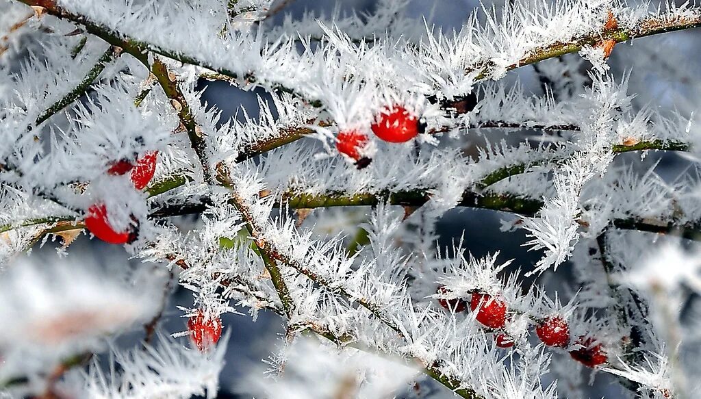 Красота зимы. Под конец декабря. Зимний парк. Цветы зимой. Зимний уличный фонарь.