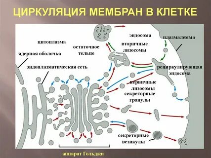 Образование секреторных пузырьков