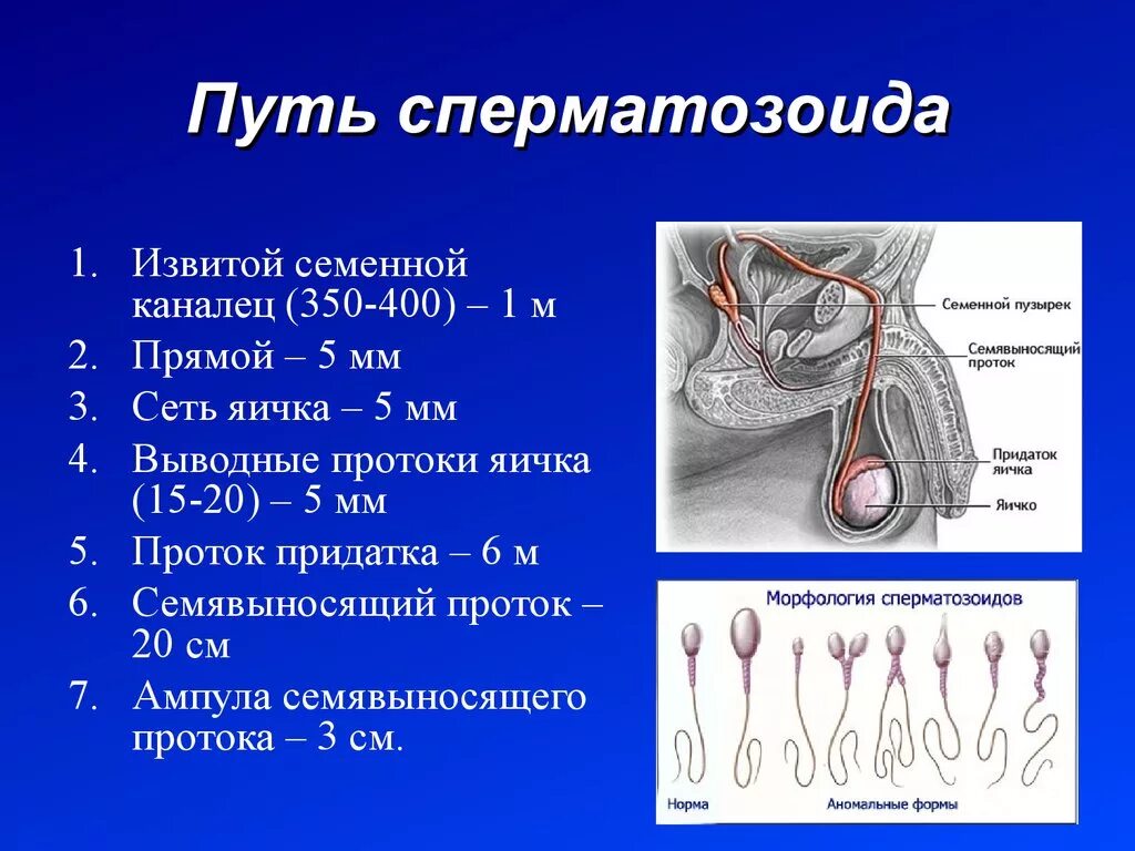 Где образуются спермии