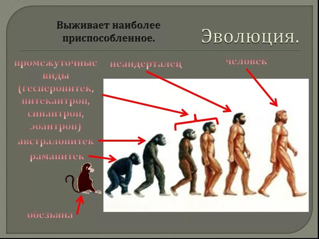 Эволюция. Эволюционная теория Дарвина. Виды людей Эволюция. Эволюция развития человека.