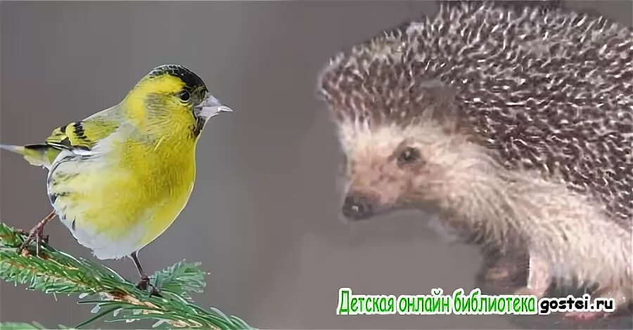 Басня чиж и еж