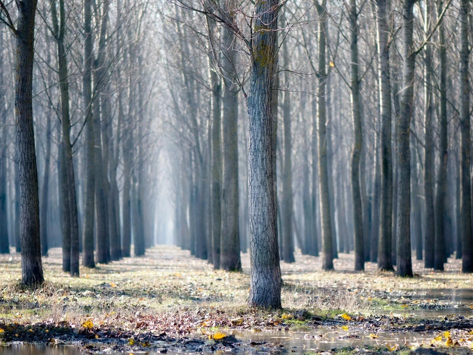 Предложения поздней осенью в лесу. Лес поздней осенью. Поздняя осень. Лес в ноябре. Деревья в ноябре.