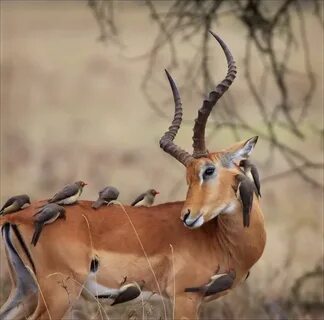 Животные wildlife