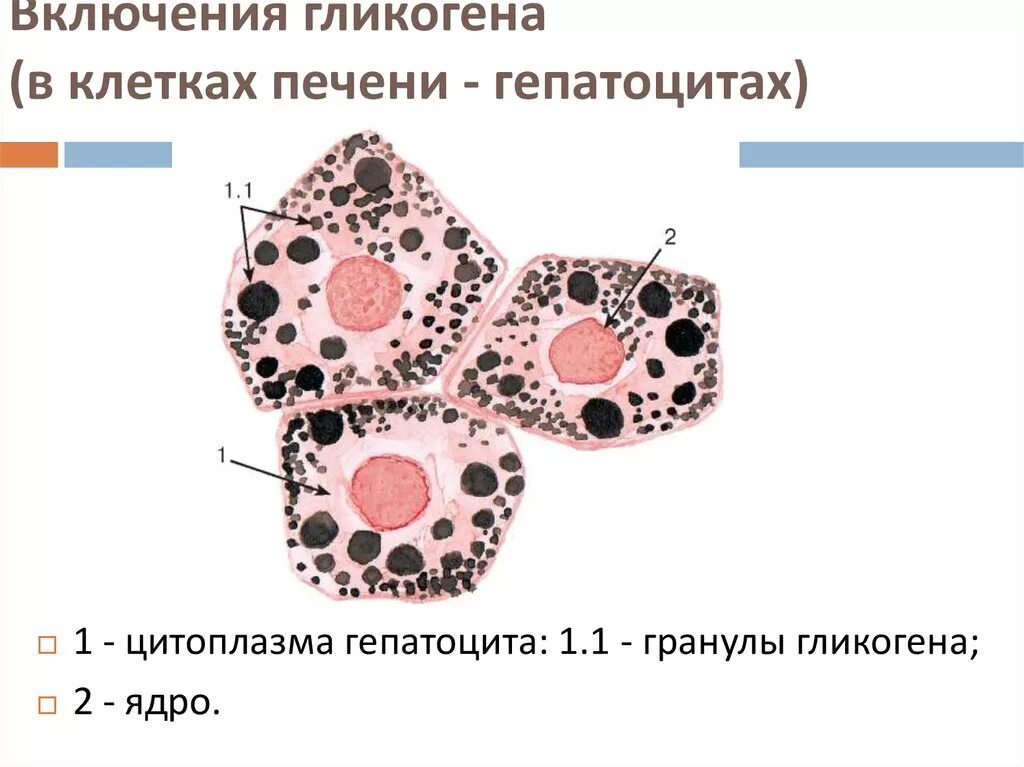 Какие клетки в печени