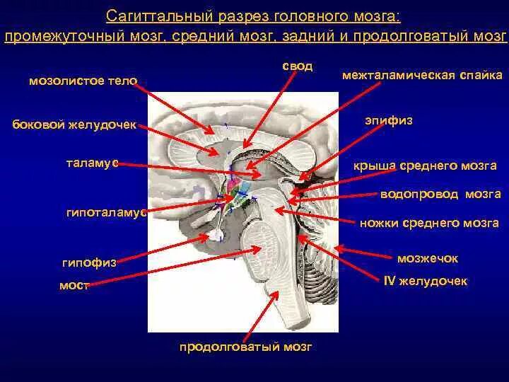 Спайки головного мозга. Свод головного мозга анатомия. Спайки головного мозга анатомия. Эпиталамическая спайка (задняя спайка промежуточного мозга). Передняя и задняя спайка мозга.