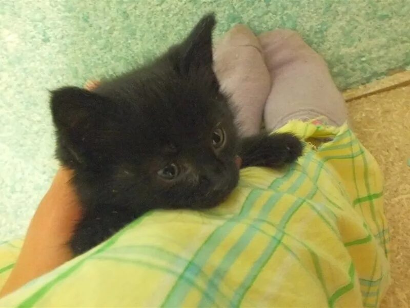 Серая шотландская кошка на коленях. Гуково кошки. Белый котенок с черным пятном на пол спины. Кошка из рекламы пурина ван. Гуково кошки.