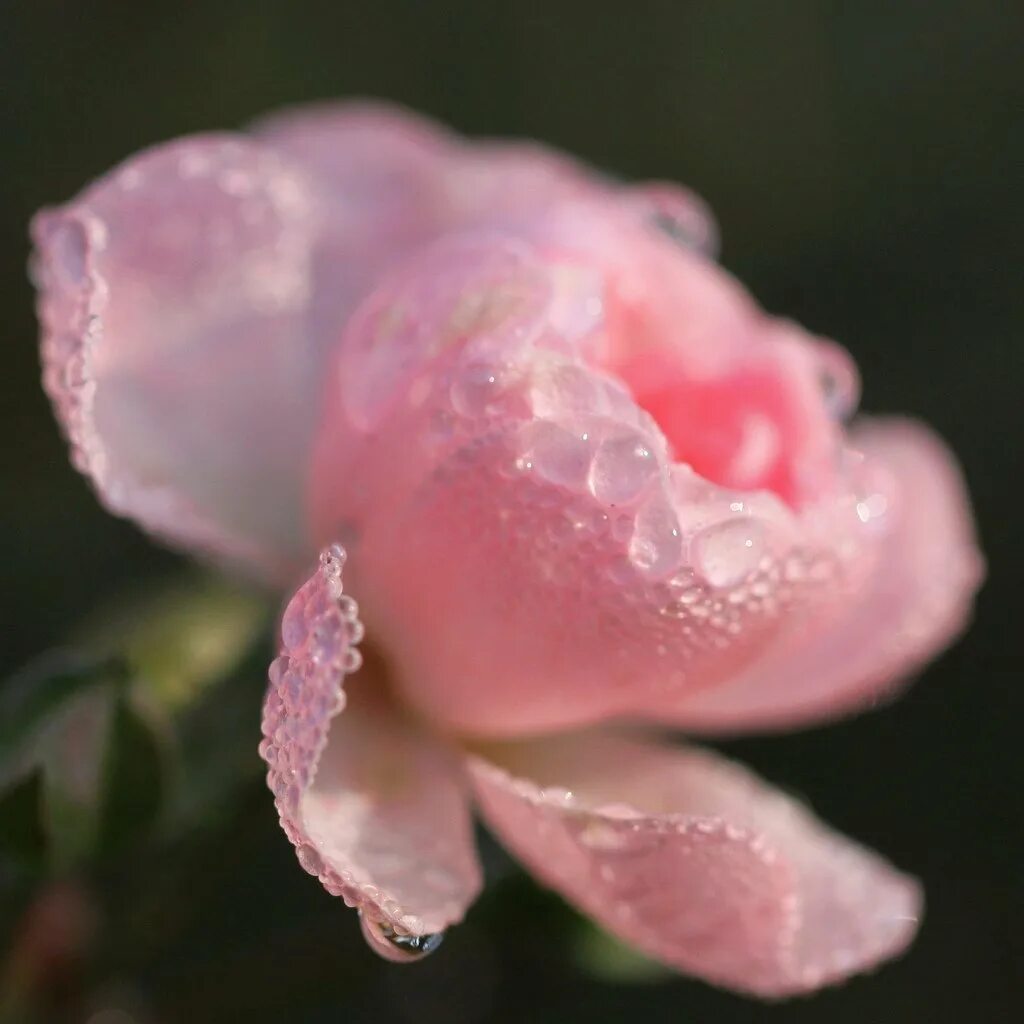 Нежно розовые лепестки. Розовый бутон. Цветы в росе. Цветок нежные лепестки. Розовые розы.