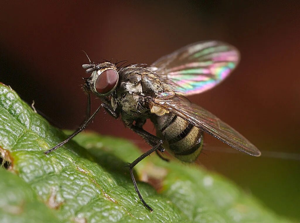 Полевая муха. Муха Мусцида. Семейство мухи настоящие - Muscidae. 2. Двукрылые. Настоящие мухи Двукрылые.