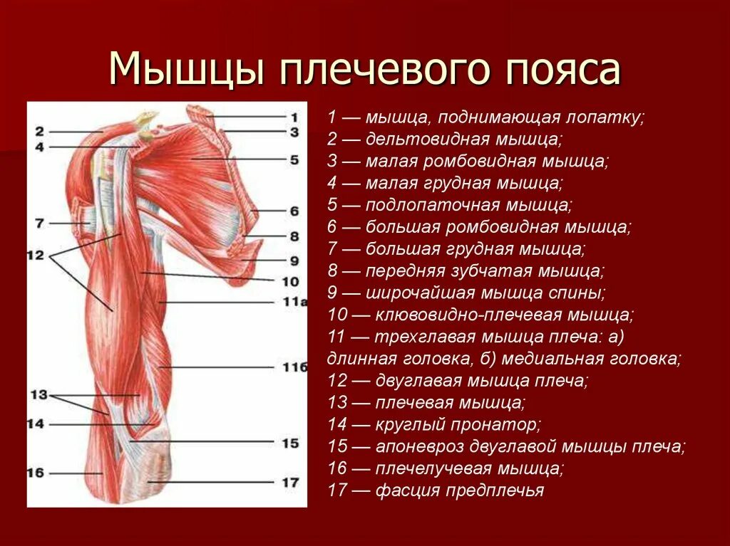 Какая мышца изображена на рисунке. Мышцы шеи верхнего плечевого пояса анатомия. Анатомия верхнего плечевого пояса функции мышц. 1. Мышцы плечевого пояса.