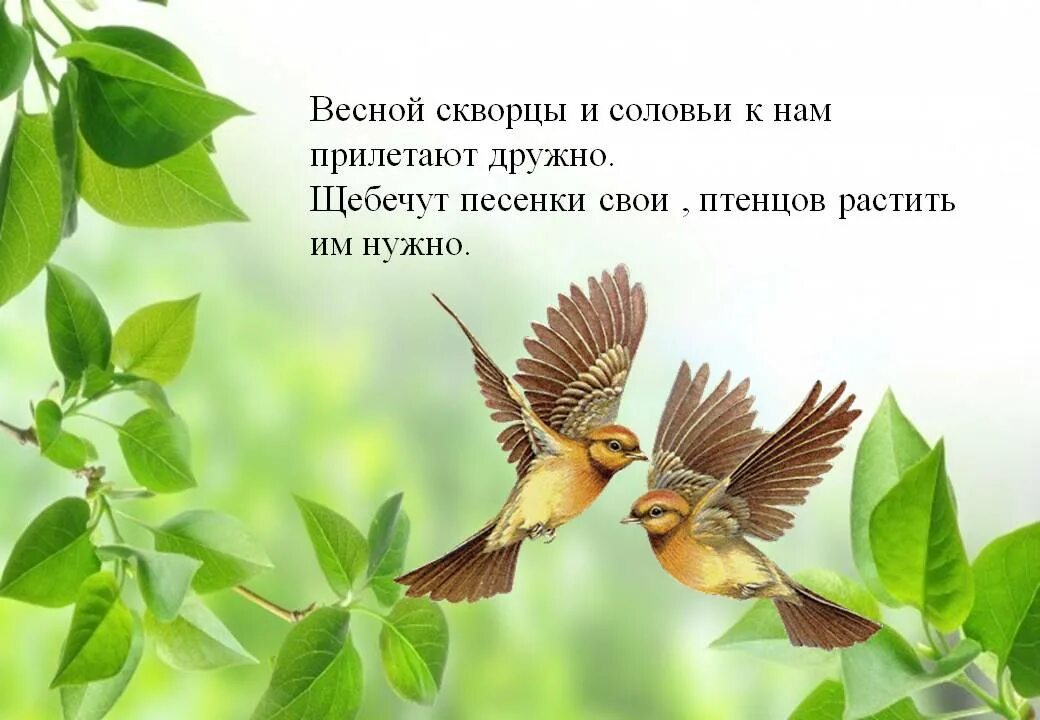 День птиц встречаем птиц. Весенние птицы встречаем. Птицы возвращаются весной. Возвращение птиц весной.