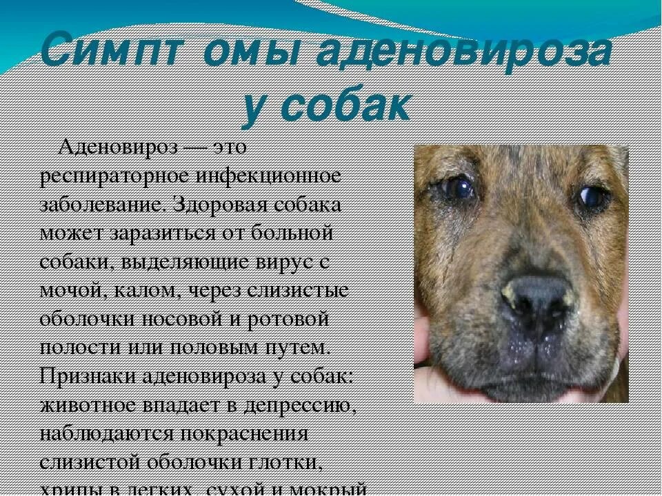 Можно ли мочить собаку