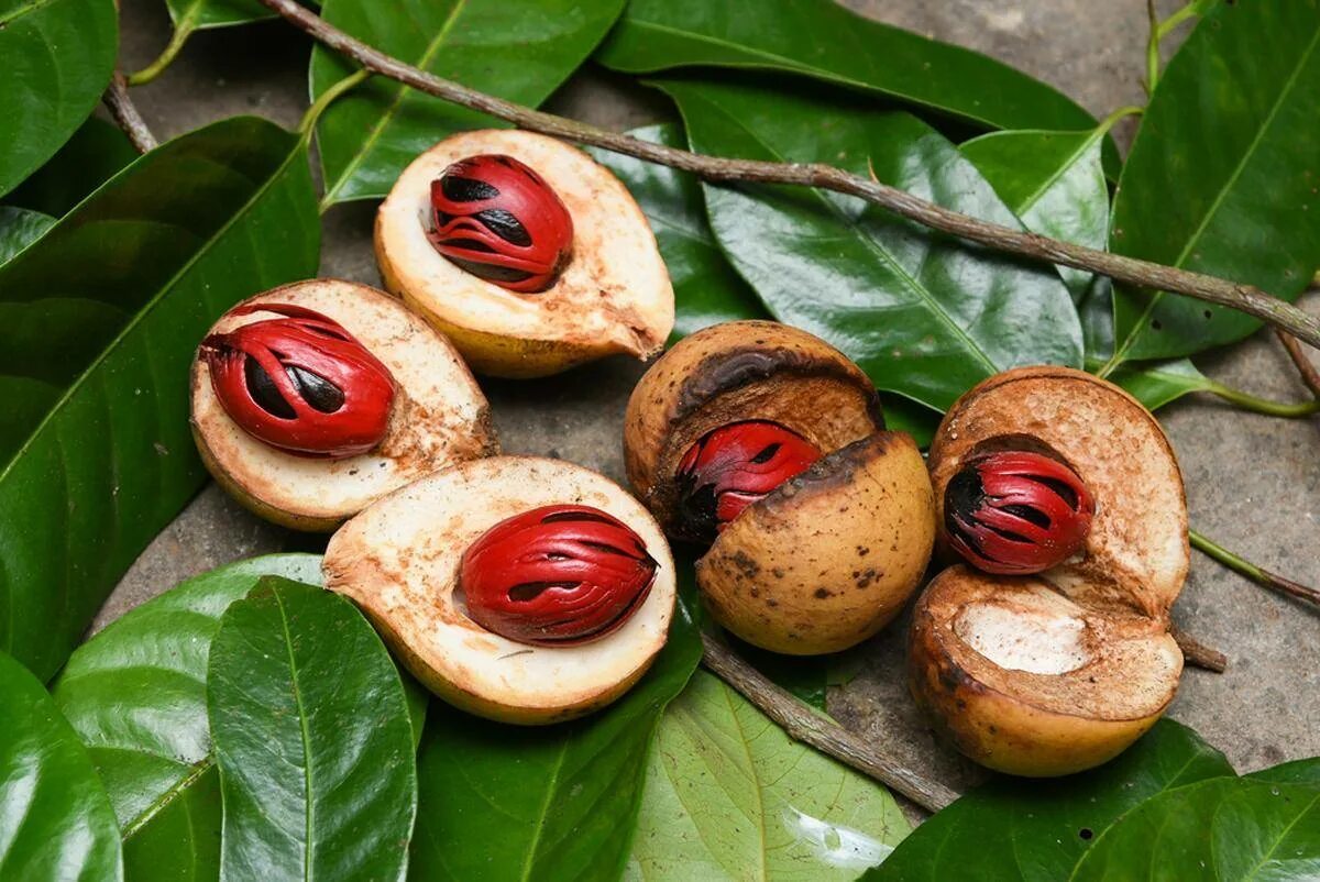 Экзотические орехи. Мускатный орех (Myristica fragrans). Nutmeg — мускатный орех. Мускатный орех дерево. Дерево мускатный орех (Myristica fragrans).