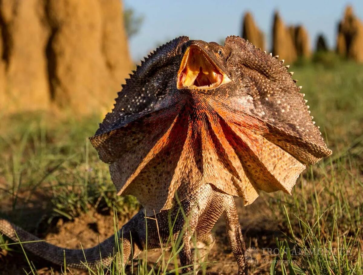 Ящерица агама плащеносная. Зеленая плащеносная ящерица. Anolis sagrei. Австралийская плащеносная ящерица. Ящерица с воротником.