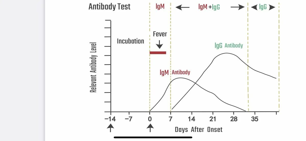 IGM антитела. Антитела IGG. Covid 19 график IGG IGM. Динамика антител IGG К Covid-19.