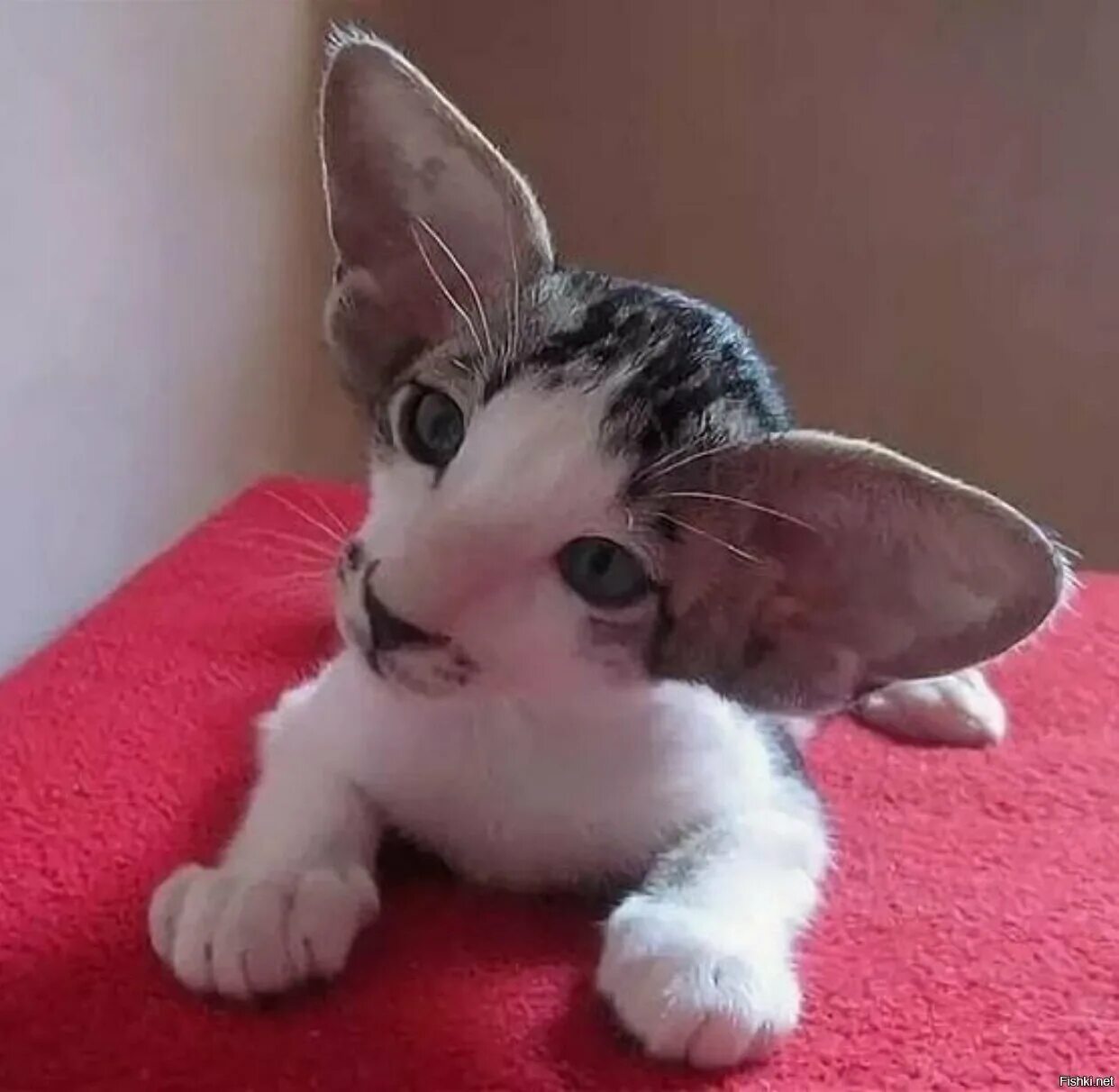 Ушастый кот порода Ориентал. Котята с большими ушами. Кот с большим носом и уша. Порода кошек с огромными ушами.