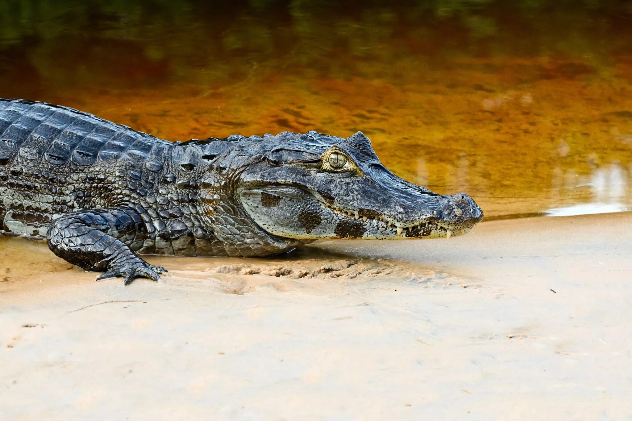 Крокодил про животных. Миссисипский Аллигатор. Крокодил Аллигатор Кайман. Малагасийский Нильский крокодил. Очковый Кайман.