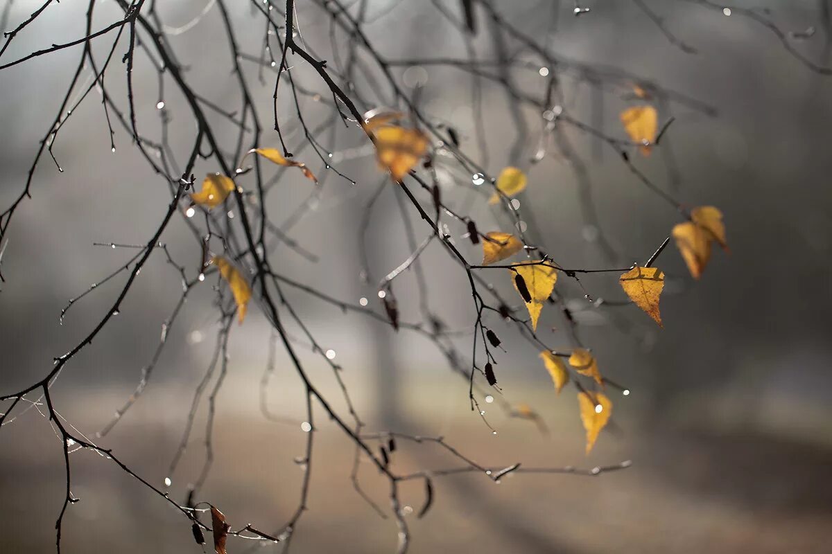 осень дожди грусть. дождь грусть. осенняя печаль. осень дождь любовь. дождь.