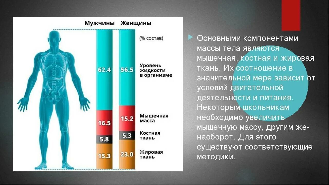 Как мужчине увеличить продолжительность. Основные компоненты массы тела человека. Состав тела человека в процентах. Снижение мышечной массы. Процент мышечной массы в организме.