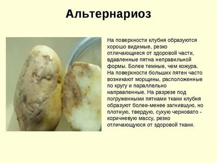 Болезни картофеля описание
