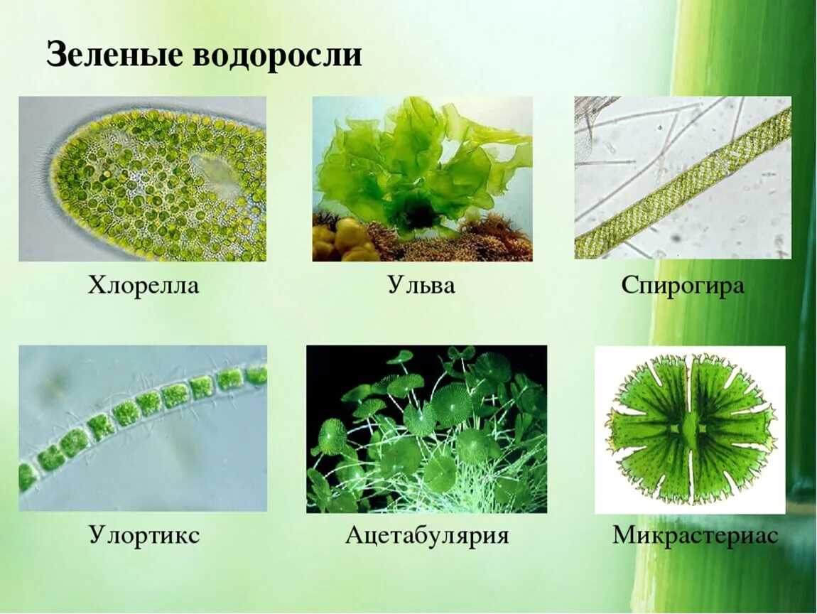 5 примеров водорослей. Улотрикс Ульва. Зеленые водоросли спирогира Ульва. Водоросль Ульва 5 класс биология. Отдел зеленые водоросли одноклеточные.