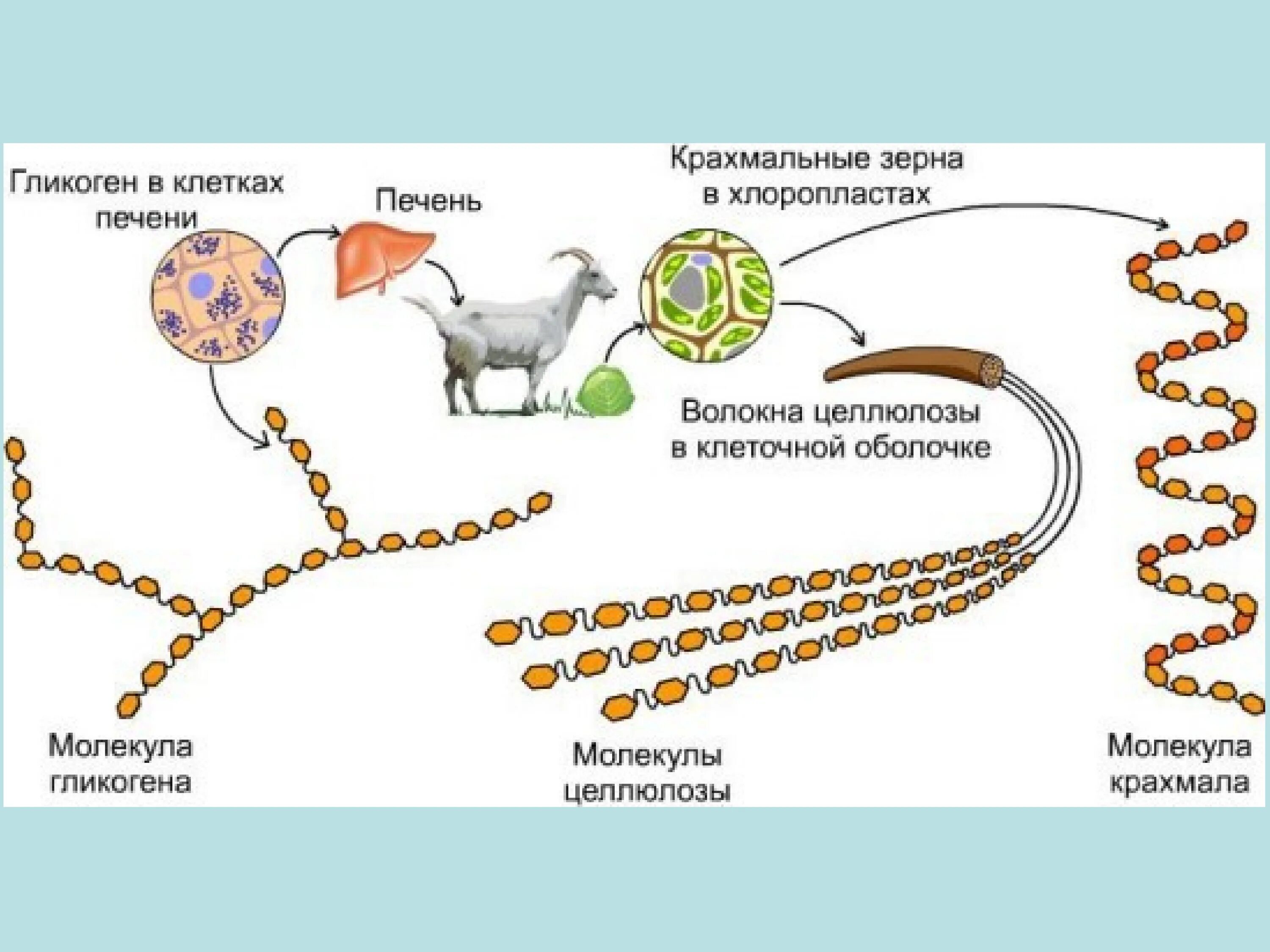 Запасной углевод в клетках печени. Гликоген содержится в клетках. Гликоген строение. Запасающее вещество гликоген.
