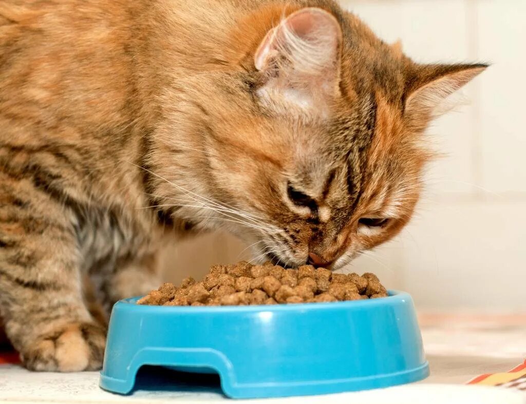 Можно ли давать коту разный корм. Кот кушает. корм для кошек. кот ест корм.