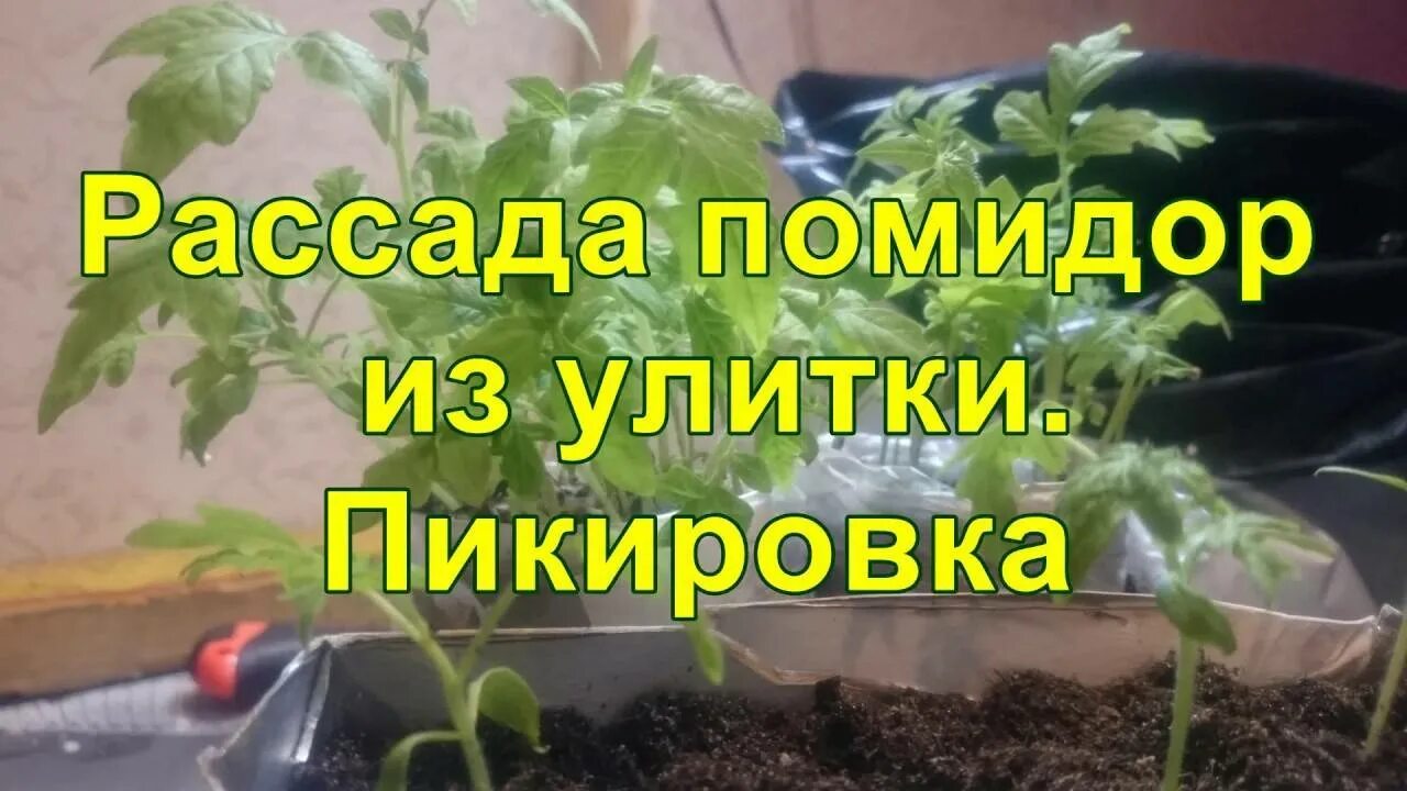 Семена томатов в улитке. Рассада помидор в улитке. Вырастить рассаду томатов в улитке. Посадка рассады в улитку. Рассада помидор в улитке без пикировки.